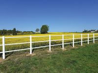 EquiSafe Weidezaun in wei&szlig; mit 3 Querriegeln vor einem Rapsfeld